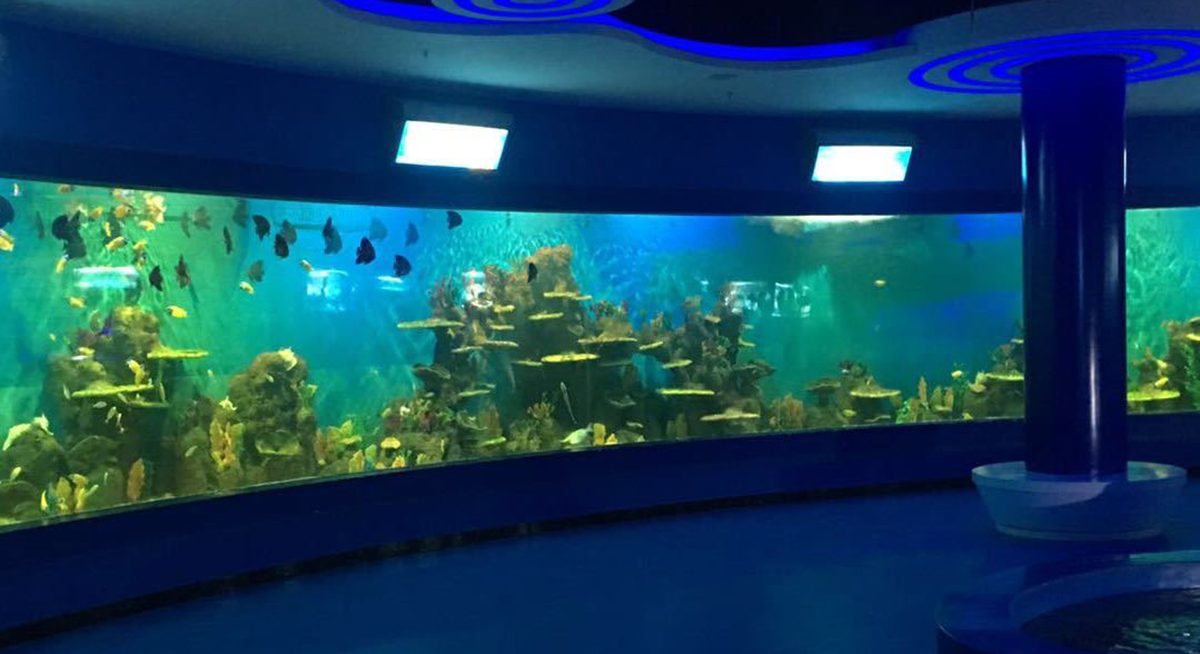 Curved large-format cast PMMA aquarium viewing panel — 100 mm, curved geometry