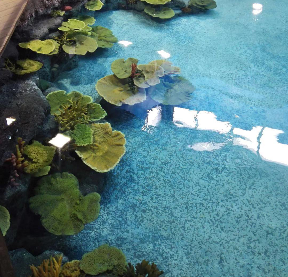 Completed artificial coral reef in aquarium with fish swimming