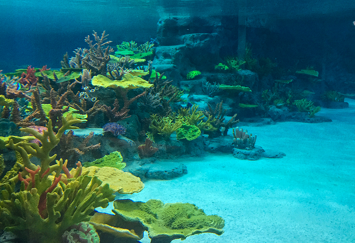 Completed artificial coral reef aquarium display with fish