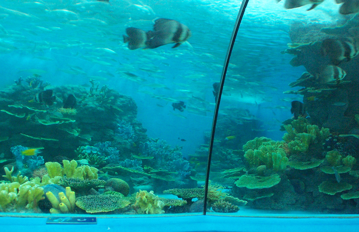 Artificial coral reef display in public oceanarium — large scale installation