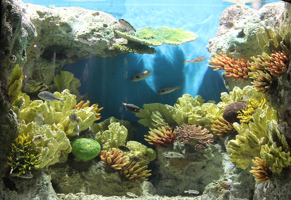 Artificial coral in commercial aquarium fish tank viewing panel