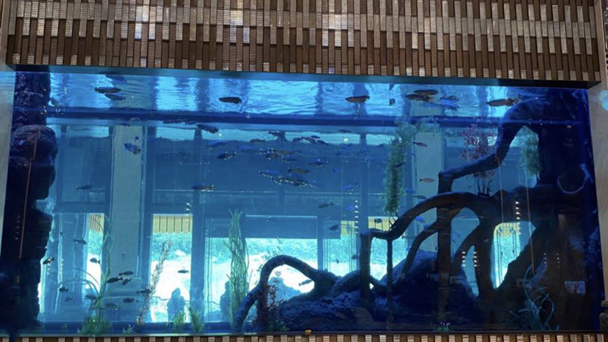 Cast PMMA acrylic aquarium viewing window — thick panel installed in commercial aquarium, frame interface and water depth visible