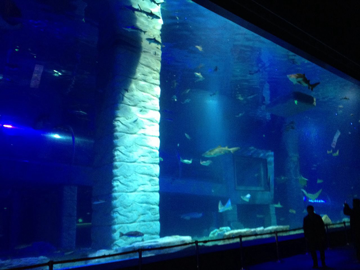 Completed large-span acrylic PMMA viewing panel in public oceanarium — sharks and large fish visible through panel at scale, visitor silhouette provides size reference, high water depth installation