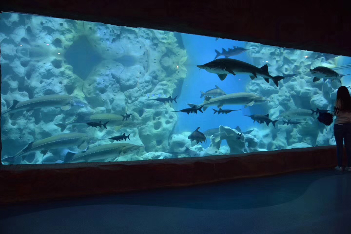 Completed acrylic PMMA oceanarium viewing panel showing full water column depth — large fish distributed at multiple depths visible through panel, visitor reference at base, high-pressure deep tank installation