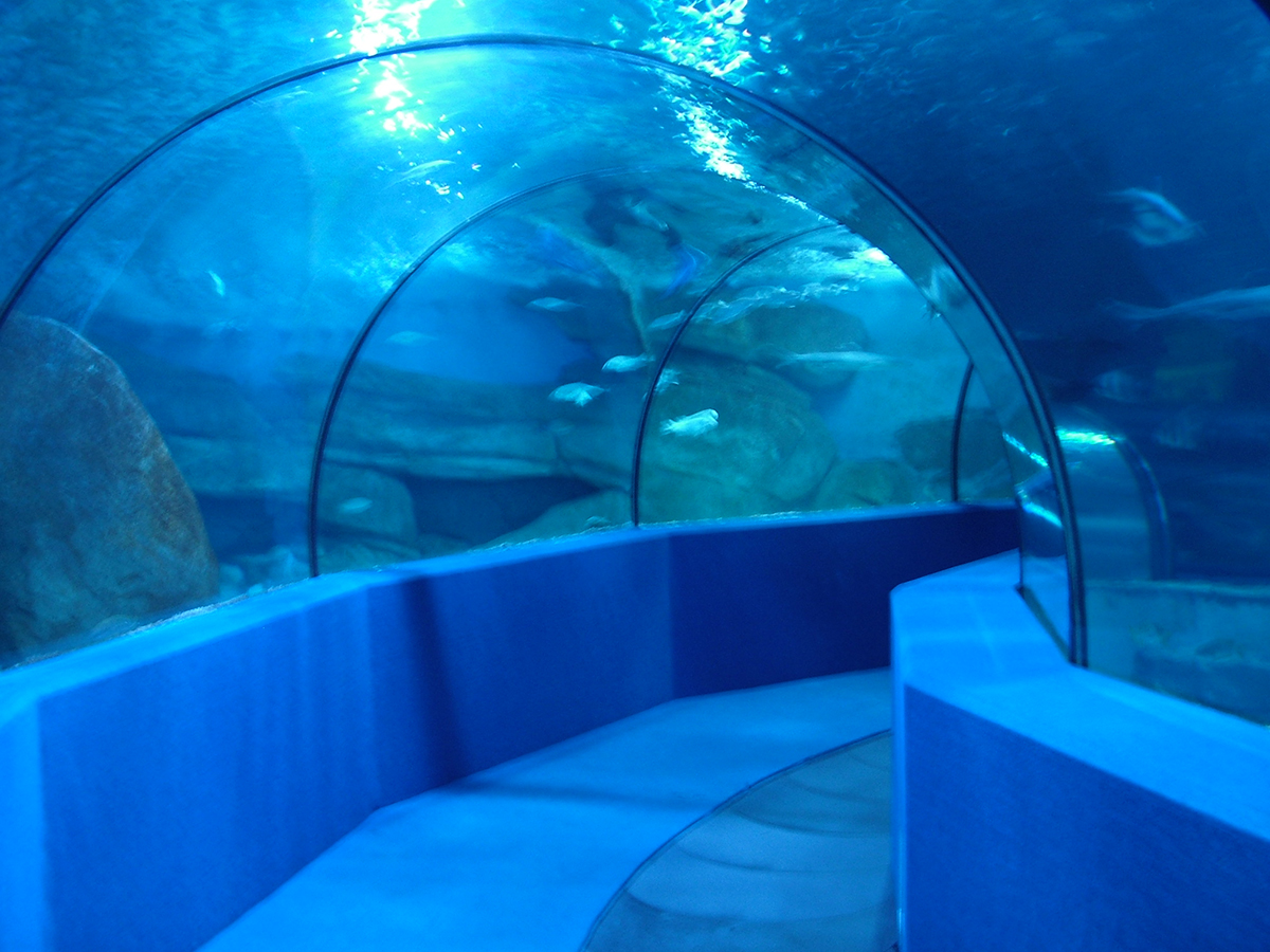 Completed acrylic underwater tunnel interior — curved PMMA segment panels forming full arch enclosure, joint rings visible at crown and haunch, fish and coral visible through panels, walk-through aquarium tunnel installation